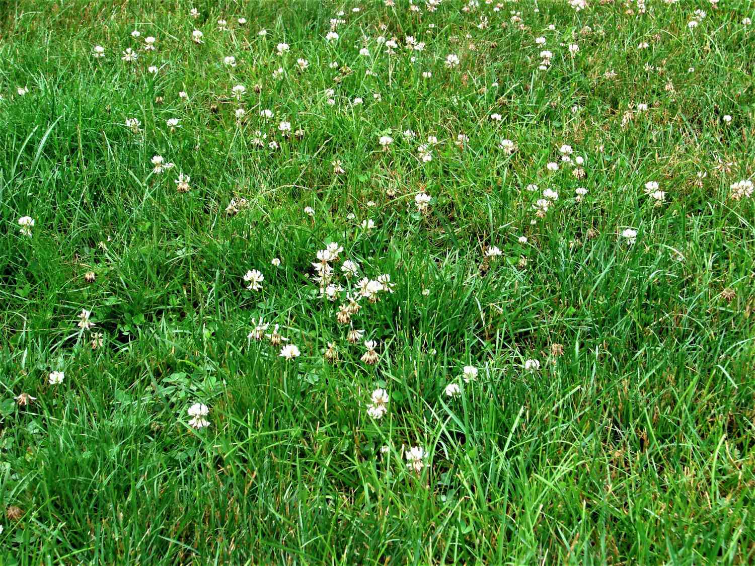 Starting an eco lawn: A step towards sustainable landscaping and ecosystem support.