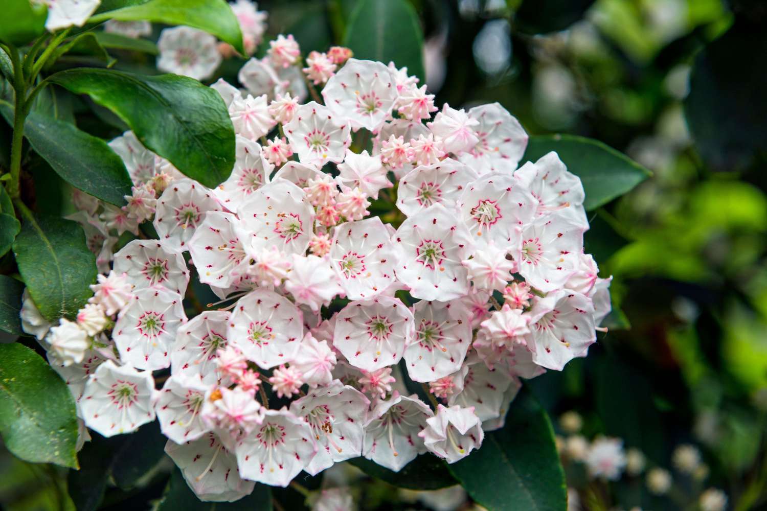 Low-maintenance plants in a garden: The smart choice for effortless beauty and color.