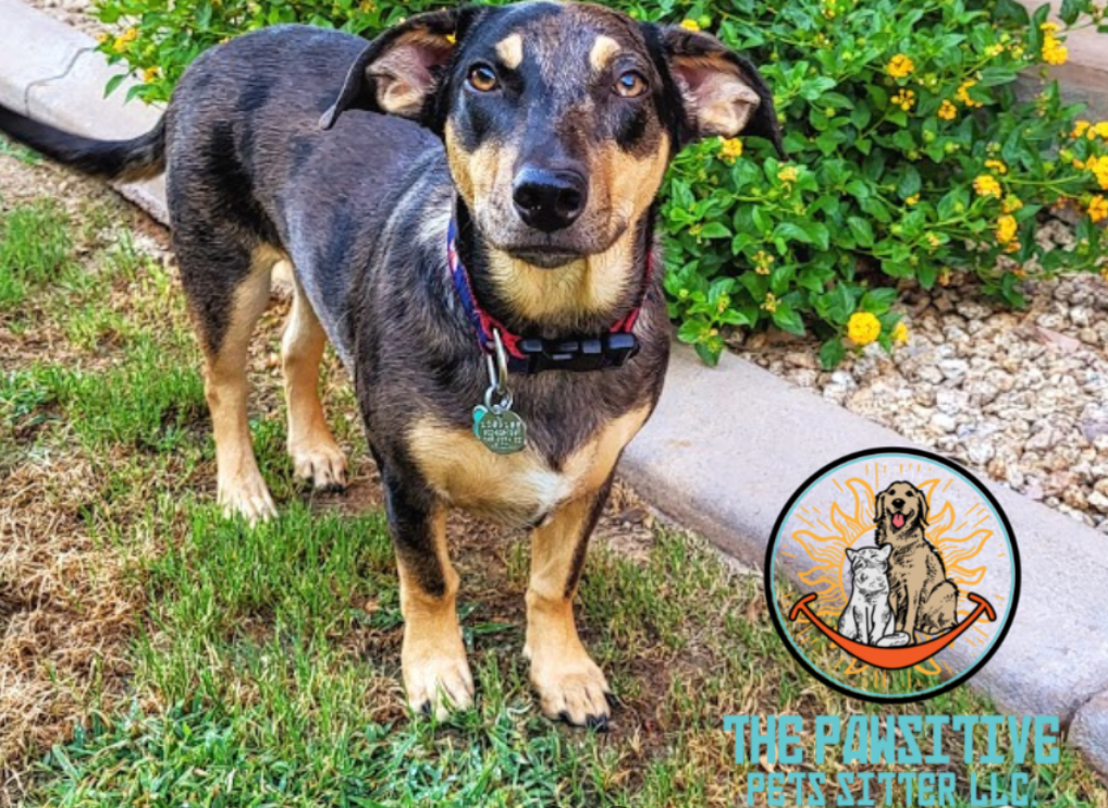 The Pawsitive Pets Sitter LLC in Ahwatukee, AZ