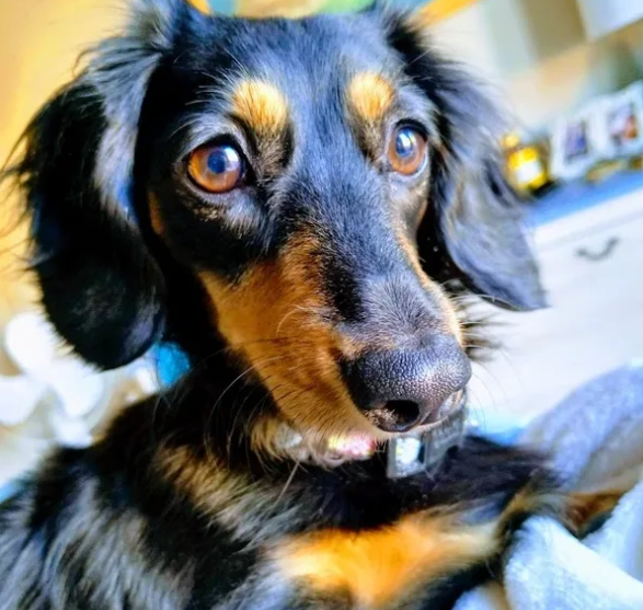 The Pawsitive Pets Sitter LLC in Ahwatukee, AZ